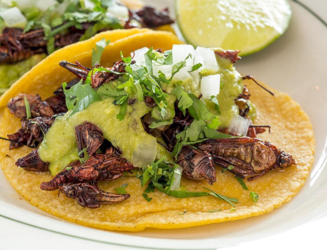 grasshopper tacos from at Tolache